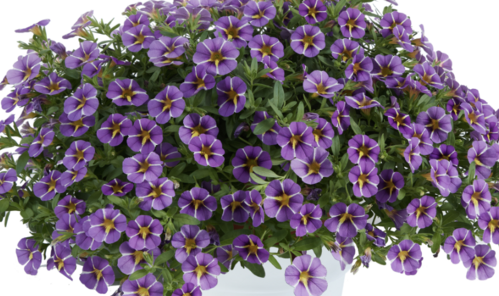 Minipetúnie, Million Bells 'Colibri Purple Bling' - Calibrachoa hybrida 'Colibri Purple Bling'