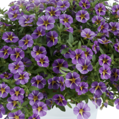 Minipetúnie, Million Bells 'Colibri Purple Bling' - Calibrachoa hybrida 'Colibri Purple Bling'