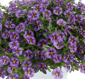 Minipetúnie, Million Bells 'Colibri Purple Bling' - Calibrachoa hybrida 'Colibri Purple Bling'