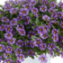 Calibrachoa hybrida 'Colibri Purple Bling'.png