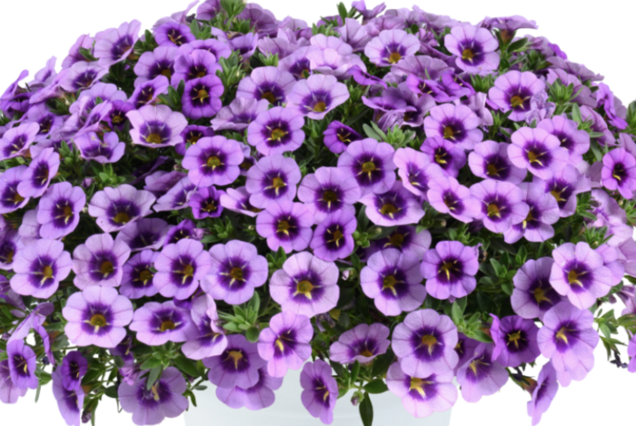 Minipetúnie, Million Bells 'Colibri Spark Purple' - Calibrachoa hybrida 'Colibri Spark Purple'