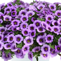 Minipetúnie, Million Bells 'Colibri Spark Purple' - Calibrachoa hybrida 'Colibri Spark Purple'