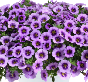 Minipetúnie, Million Bells 'Colibri Spark Purple' - Calibrachoa hybrida 'Colibri Spark Purple'