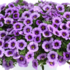 Calibrachoa hybrida 'Colibri Spark Purple'.png