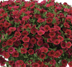 Minipetúnie, Million Bells 'Lia Dark Red' - Calibrachoa hybrida 'Lia Dark Red'