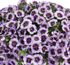 Minipetúnie, Million Bells 'Lia Spark Lavender' - Calibrachoa hybrida 'Lia Spark Lavender'