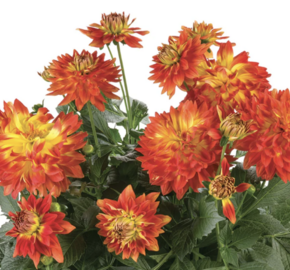 Jiřina 'Labella Medio Fun Flame' - Dahlia 'Labella Medio Fun Flame'