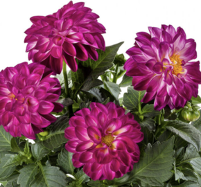 Jiřina 'Labella Medio Fun Violet Flame' - Dahlia 'Labella Medio Fun Violet Flame'