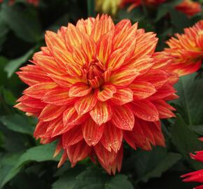 Jiřina XXL 'Tabasco' - Dahlia XXL 'Tabasco'