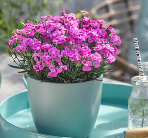 Hvozdík karafiát 'BFF Pink Passion' - Dianthus caryophyllus 'BFF Pink Passion'