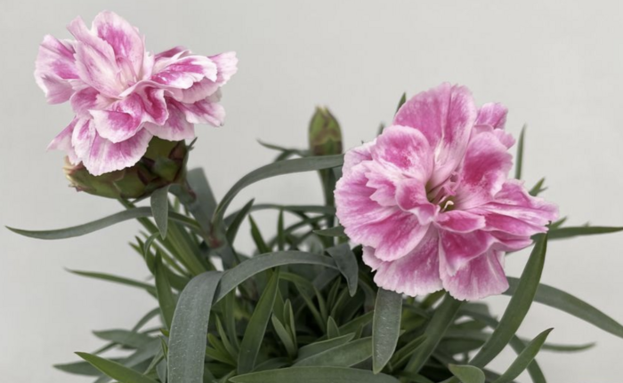 Hvozdík, karafiát 'SuperTrouper Diwali' - Dianthus caryophyllus 'SuperTrouper Diwali'