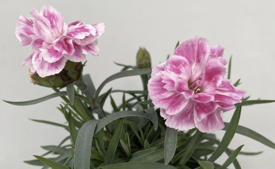 Hvozdík, karafiát 'SuperTrouper Diwali' - Dianthus caryophyllus 'SuperTrouper Diwali'