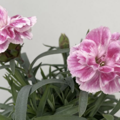 Hvozdík, karafiát 'SuperTrouper Diwali' - Dianthus caryophyllus 'SuperTrouper Diwali'