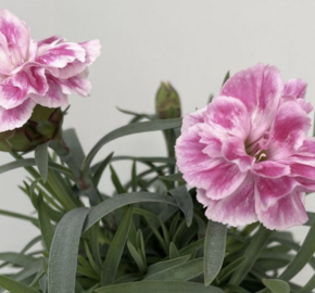 Hvozdík, karafiát 'SuperTrouper Diwali' - Dianthus caryophyllus 'SuperTrouper Diwali'