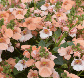 Ostruhatka 'Elfjes XXL Salmon' - Diascia elegans 'Elfjes XXL Salmon'