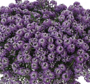 Tařicovka přímořská 'Stream Lavender' - Lobularia maritima 'Stream Lavender'