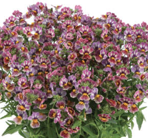 Hledíkovka 'Nesia Tutti Frutti' - Nemesia hybrida 'Nesia Tutti Frutti'