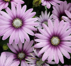 Dvoutvárka 'Cape Daisy Eye Catcher Purple' - Osteospermum ecklonis 'Cape Daisy Eye Catcher Purple'