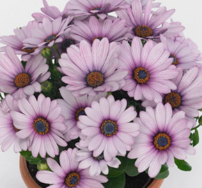 Dvoutvárka 'Cape Daisy Purple Illumination' - Osteospermum ecklonis 'Cape Daisy Purple Illumination'