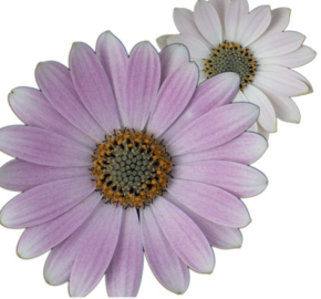 Dvoutvárka 'Cape Daisy Softly Pink' - Osteospermum ecklonis 'Cape Daisy Softly Pink'