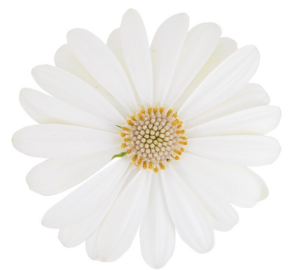 Dvoutvárka 'Cape Daisy Ivory' - Osteospermum ecklonis 'Cape Daisy Ivory'