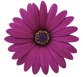 Dvoutvárka 'Cape Daisy Zanzibar Burgundy' - Osteospermum ecklonis 'Cape Daisy Zanzibar Burgundy'