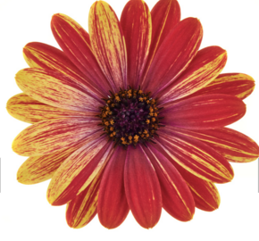 Dvoutvárka 'Cape Daisy Zanzibar Fireworks Red' - Osteospermum ecklonis 'Cape Daisy Zanzibar Fireworks Red'