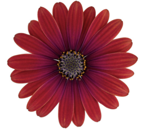 Dvoutvárka 'Cape Daisy Zanzibar Red' - Osteospermum ecklonis 'Cape Daisy Zanzibar Red'