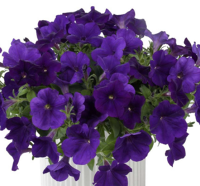 Petúnie 'Cascadias Indigo' - Petunia hybrida 'Cascadias Indigo'