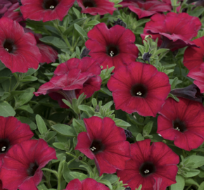 Petúnie 'Petchoa BeautiCal Bordeaux' - Petunia hybrida 'Petchoa BeautiCal Bordeaux'