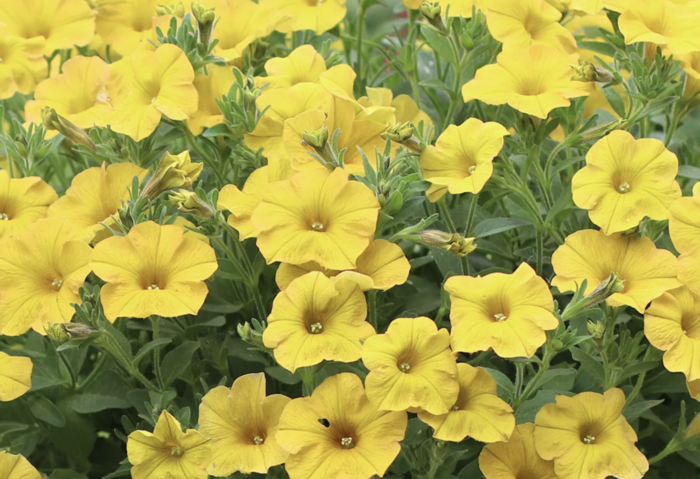 Petúnie 'Petchoa BeautiCal Yellow Sun' - Petunia hybrida 'Petchoa BeautiCal Yellow Sun'