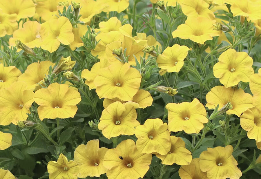 Petúnie 'Petchoa BeautiCal Yellow Sun' - Petunia hybrida 'Petchoa BeautiCal Yellow Sun'