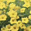 Petúnie 'Petchoa BeautiCal Yellow Sun' - Petunia hybrida 'Petchoa BeautiCal Yellow Sun'