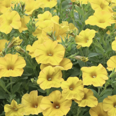 Petúnie 'Petchoa BeautiCal Yellow Sun' - Petunia hybrida 'Petchoa BeautiCal Yellow Sun'