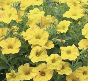 Petúnie 'Petchoa BeautiCal Yellow Sun' - Petunia hybrida 'Petchoa BeautiCal Yellow Sun'