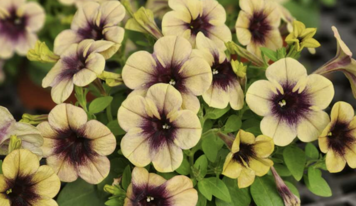 Petúnie 'Ray Shadow' - Petunia hybrida 'Ray Shadow'