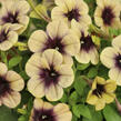 Petúnie 'Ray Shadow' - Petunia hybrida 'Ray Shadow'