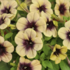 Petunia hybrida 'Ray Shadow'.png