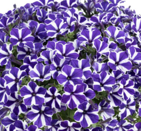 Petúnie 'Red Carpet Blue Diamond' - Petunia hybrida 'Red Carpet Blue Diamond'