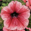 Petúnie 'Hot Red' - Petunia hybrida Surfinia 'Hot Red'