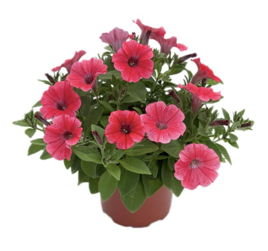 Petúnie 'Hot Red' - Petunia hybrida Surfinia 'Hot Red'