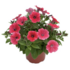 Petunia hybrida Surfinia 'Hot Red'_1.png