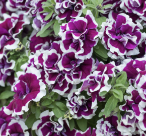 Petúnie 'Tumbelina Bella' - Petunia hybrida 'Tumbelina Bella'