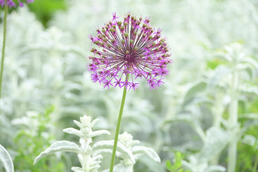 Allium aflatunense ''Purple Sensation''