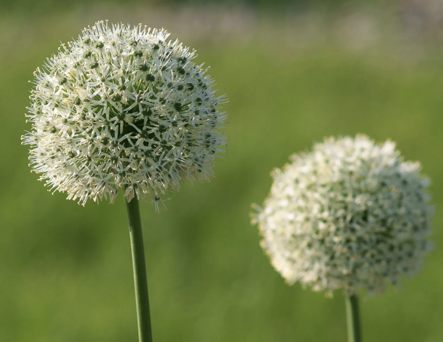 Allium 'Mount Everest'