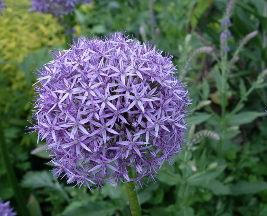 Allium ''Gladiator''