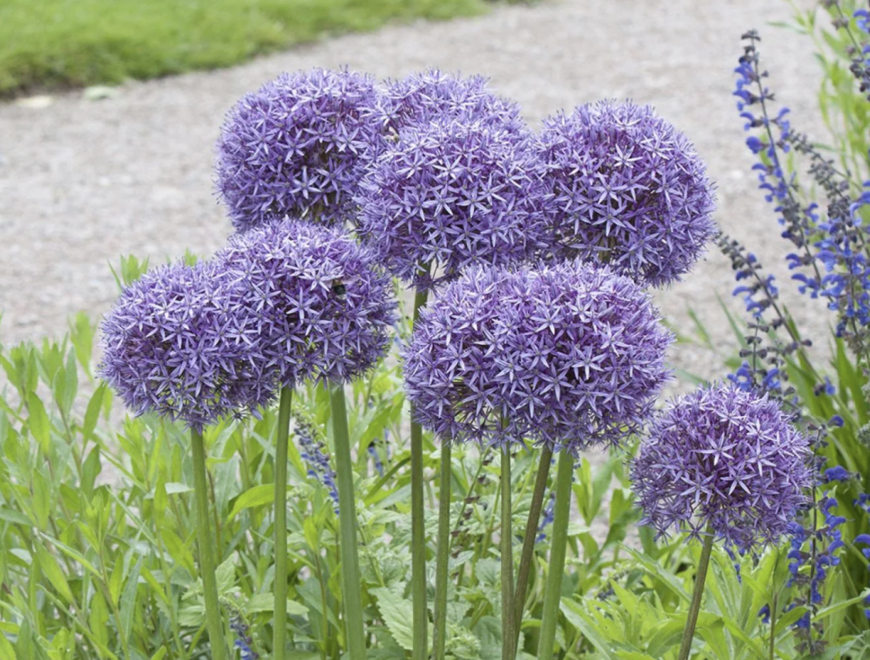 Allium ''Globemaster''