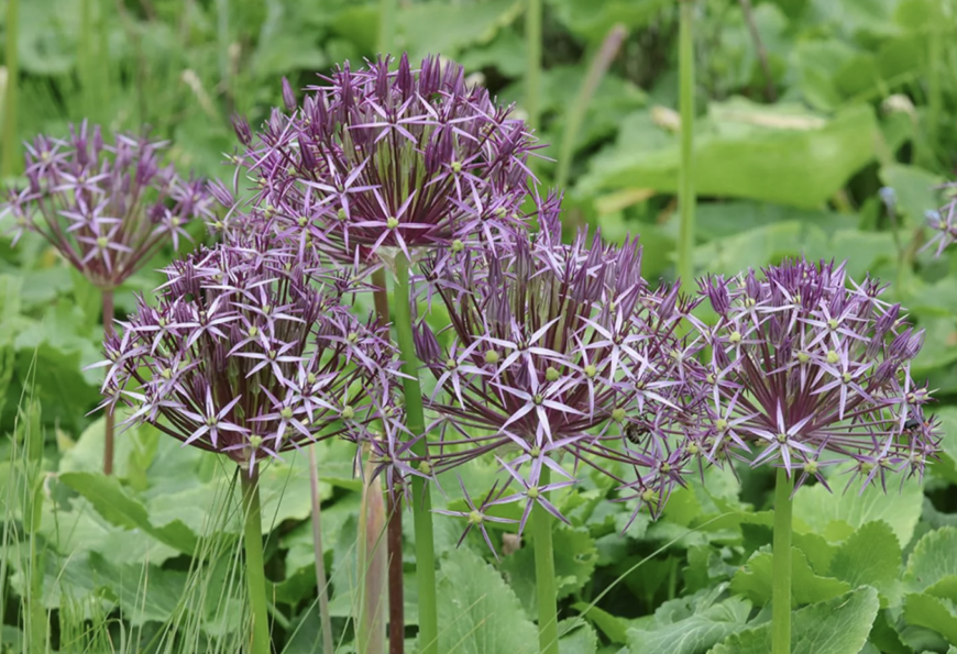 Allium christophii