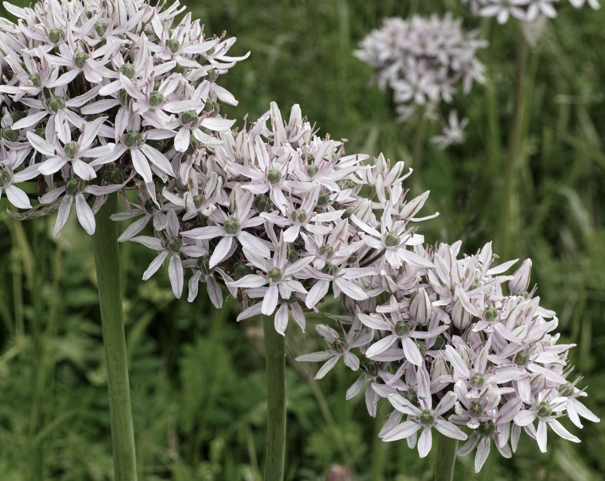 Allium nigrum