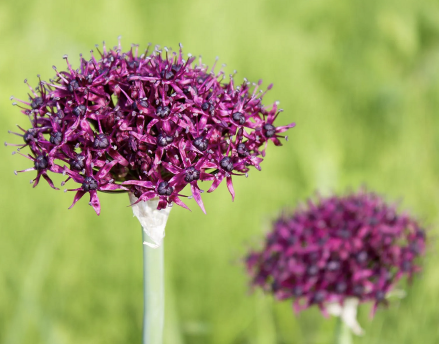 Allium atropurpureum